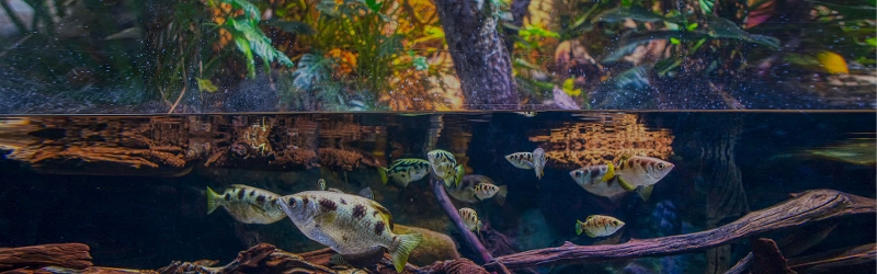 Cop 15 image of fish in a pond