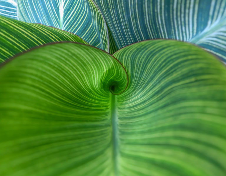 Curved green leaf