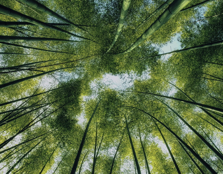 ESG image of a forrest