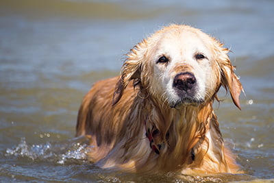 Defined benefit pension image of a wet dog
