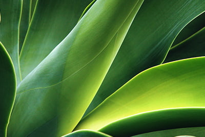 Sustainability image of a lily plant