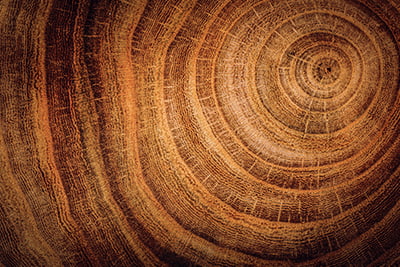 Sustainable invedting image of a timber rings