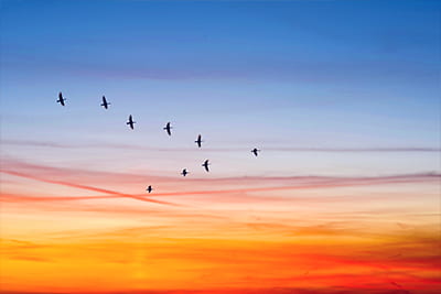 ESG governance image of a flock of birds