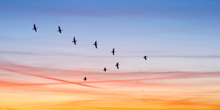 Corporate governance advisory services image of a flock of geese