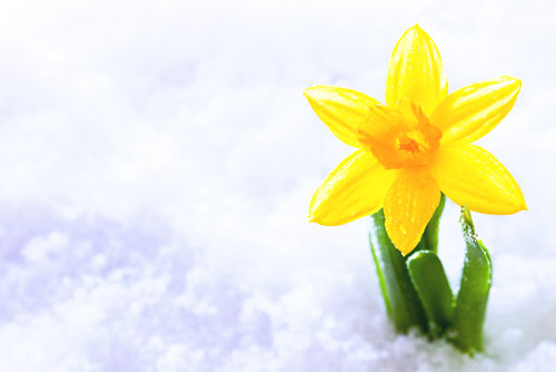 Credit Union Newsletter image of a daffodil in the snow