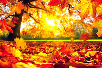 Credit Union Consultancy Services September Newsletter image of Autumn leaves