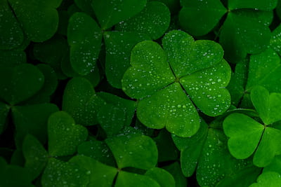 Credit Union Consultancy Services Newsletter March image of a field of shamrocks