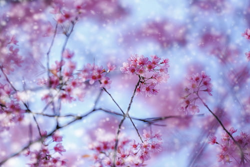 Credit Union Newsletter January cherry blossom
