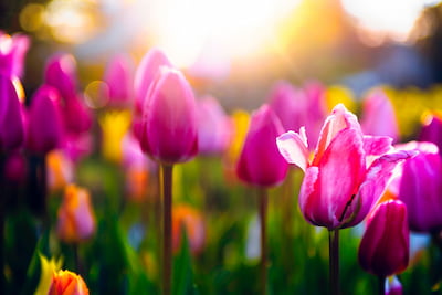 Credit Union newsletter image of a field of tulips