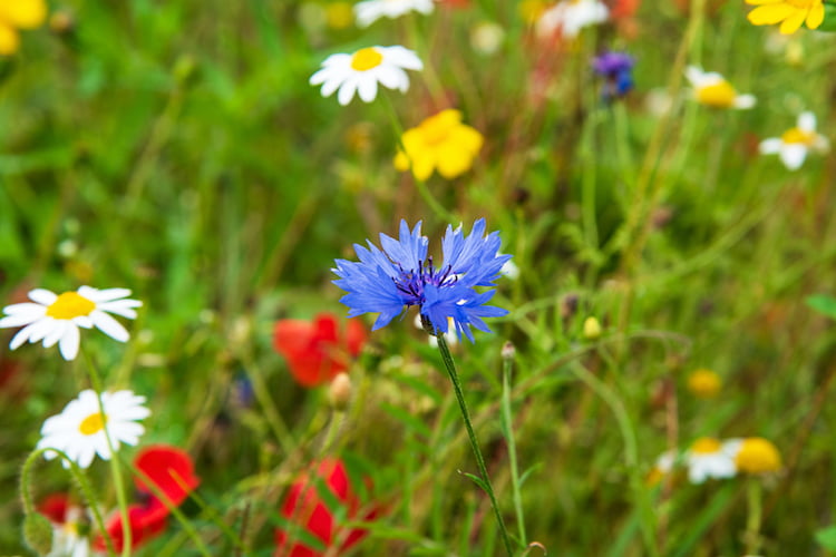 Credit Union Newsletter image of summer wildflowers