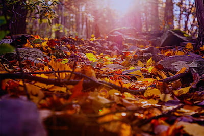 Credit Union Consultancy Services November Newsletter image of leaves on a forrest floor