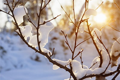 Credit union Jnauary newsletter image of snow on tree branches