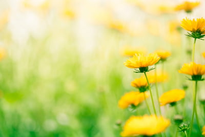 Credit Union July newsletter image of yellow flowers in a green field
