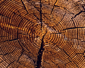 Sustainable investing image of rings in a tree trunk