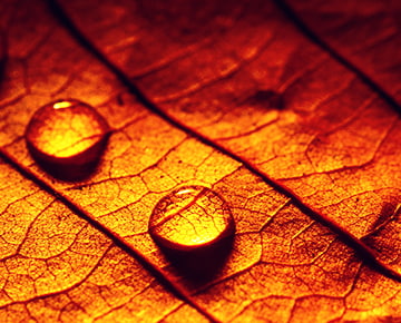 Self directed image of water droplets on a leaf
