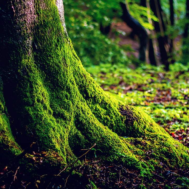 Sustainable investing image of a tree root in a old forest