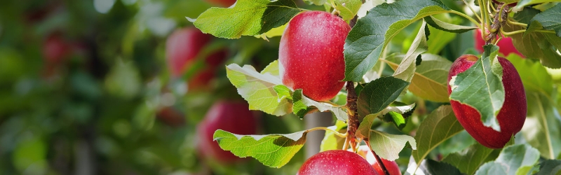 C&C Group Finance image of an apple in an orchard