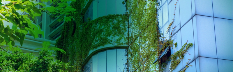 Image of office building with ivy growing on it