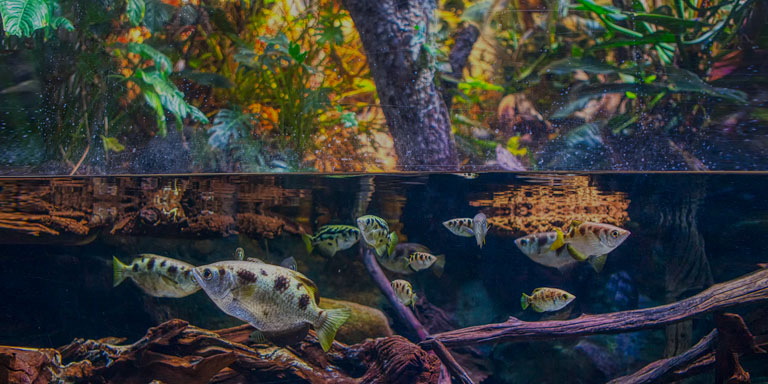 Cop 15 image of fish in a pond