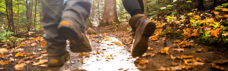 People walking through a forest