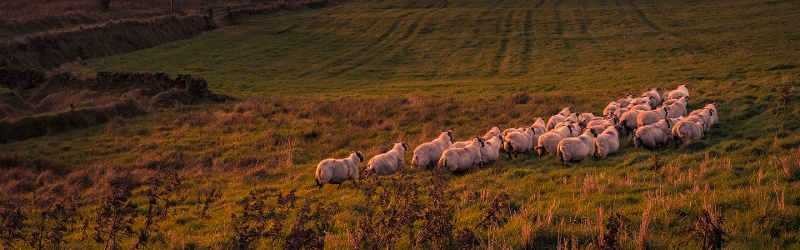 Agricultural relief image of sheet grazing in a wild field at sunset