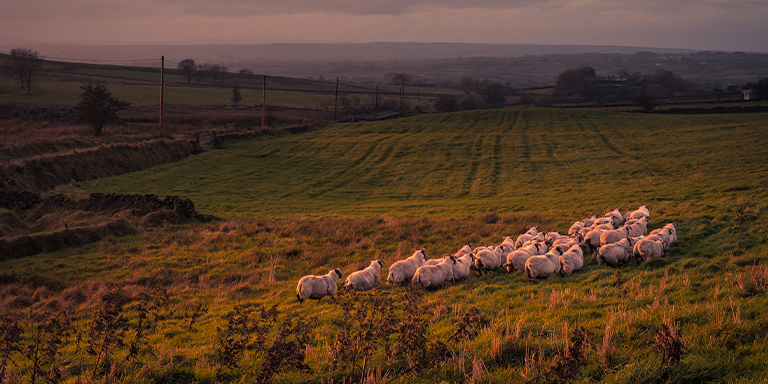 Agricultural relief image of sheet grazing in a wild field at sunset
