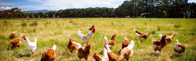 Group of brown and white free range hens in a green open field