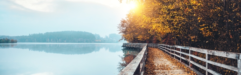 Walkway around the lake surrounded by high trees