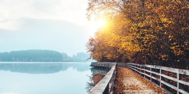 Walkway around the lake surrounded by high trees