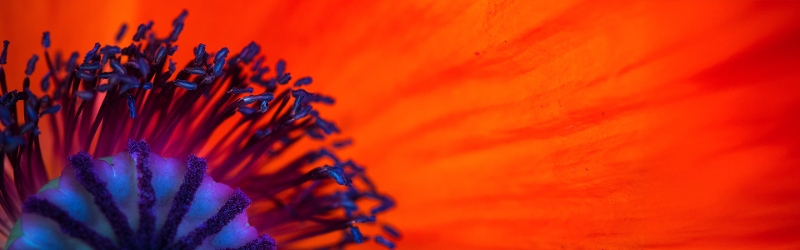 Purple flower on orange background