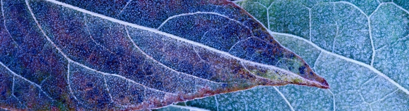Leaves with frost on them