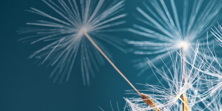Responsible investing image of a fluffy white plant on blue background