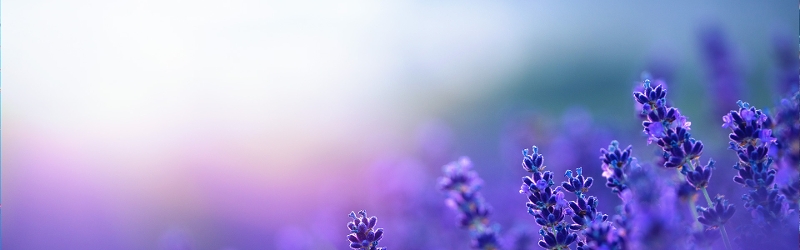 Lavender in a field