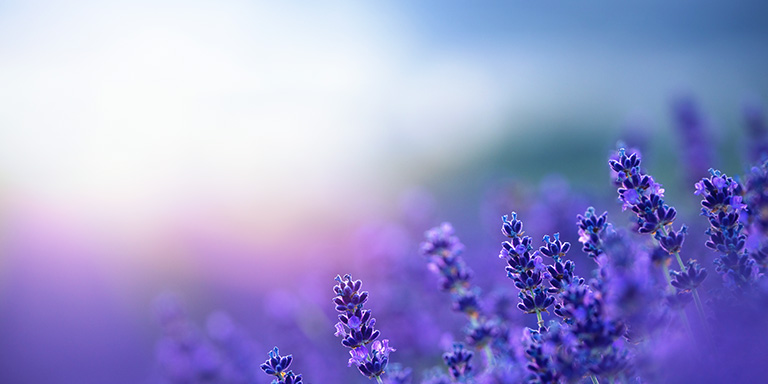Lavender in a field