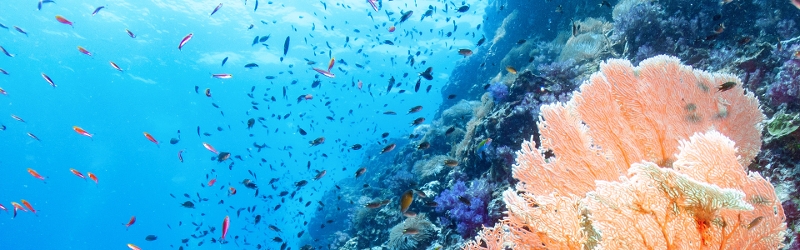 Coral and fish on ocean bed