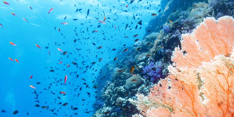 Coral and fish on ocean bed