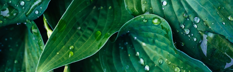 Large green leaves with raindrops