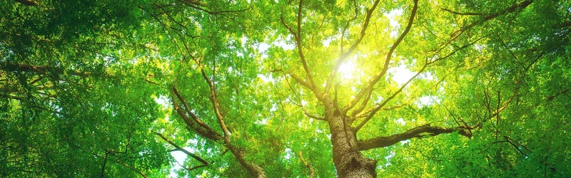 Looking up at large full green trees