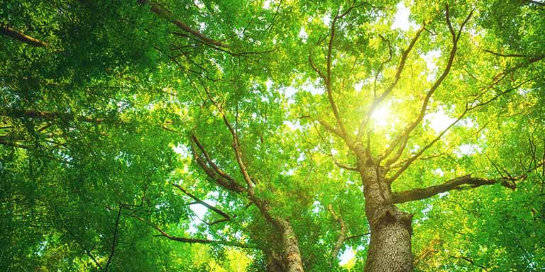 Looking up at large full green trees