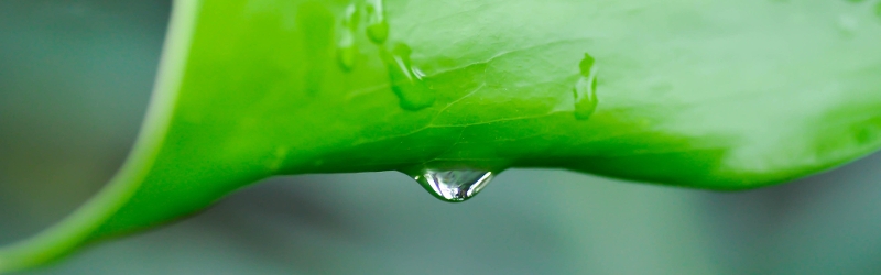 Green leaf with raindrop