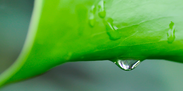 Green leaf with raindrop