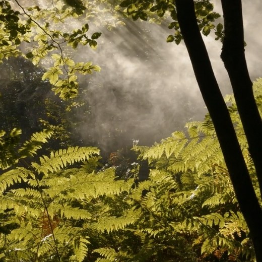 Forest with a mist floating in.