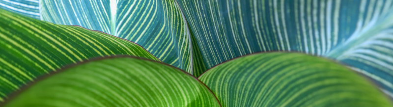 Blue and green leaf