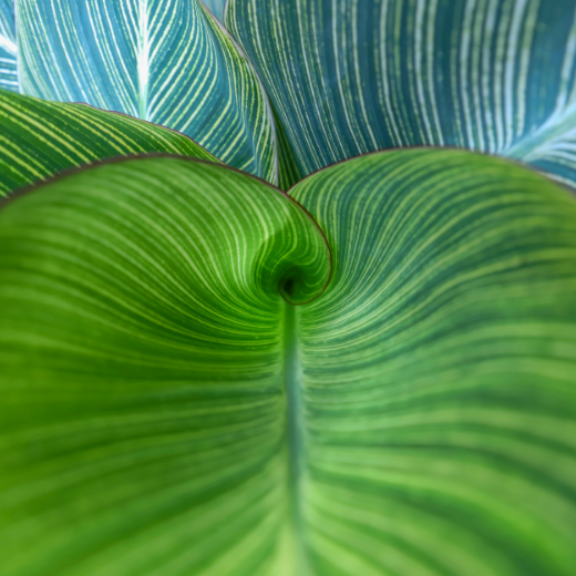 Blue and green leaf